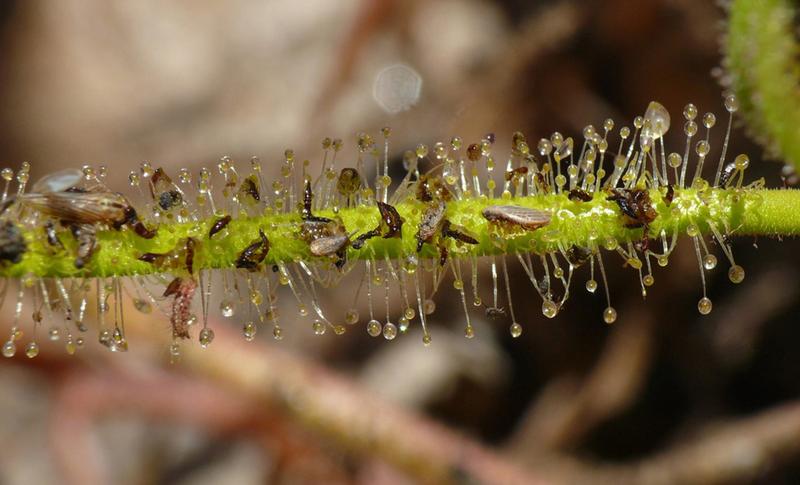 Looking inside the stomach of carnivorous plants – genetic “botanical ...